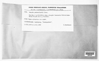 Inocybe patouillardii image